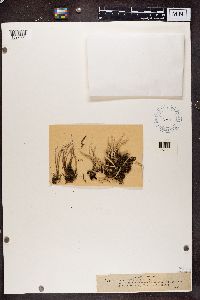 Cladonia cornuta image