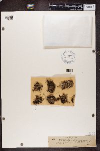 Cladonia phyllophora image