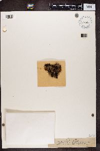 Cladonia phyllophora image