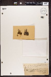 Cladonia chlorophaea image