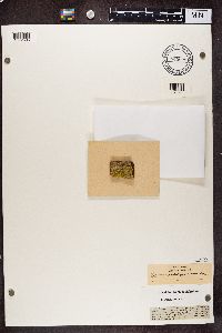 Calicium salicinum image