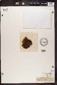 Peltigera hymenina image