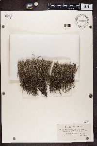 Cladonia rangiferina image