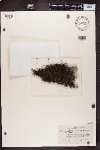 Cladonia rangiferina image
