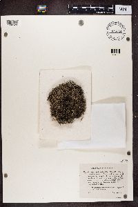 Image Associated With the Occurrence