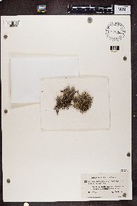 Cladonia rangiferina image