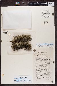 Cladina arbuscula subsp. mitis image