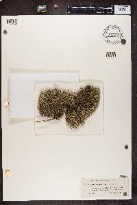 Cladina arbuscula subsp. mitis image