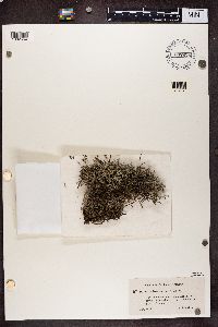 Cladina arbuscula subsp. mitis image