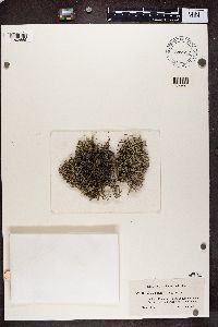 Cladina arbuscula subsp. mitis image