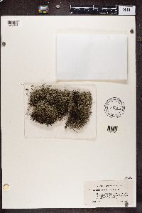 Cladina arbuscula subsp. mitis image