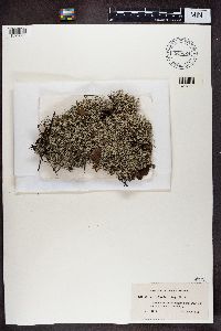 Cladina arbuscula subsp. mitis image