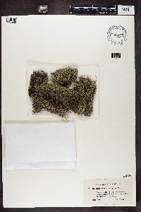 Cladina arbuscula subsp. mitis image
