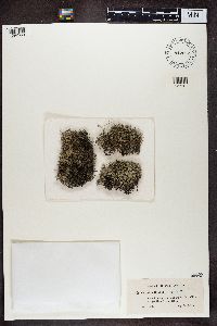 Cladina arbuscula subsp. mitis image