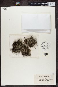 Cladina arbuscula subsp. mitis image