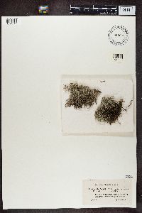 Media resource of Cladonia mitis