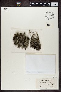 Cladina arbuscula subsp. mitis image