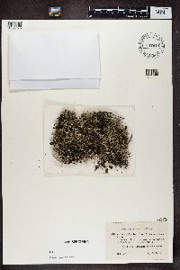 Cladina arbuscula subsp. mitis image