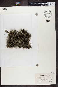 Cladina arbuscula subsp. mitis image