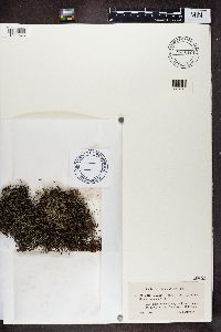 Cladina arbuscula subsp. mitis image