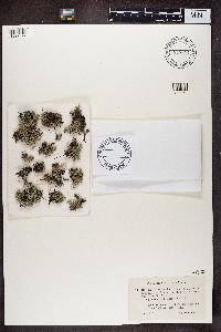 Cladonia portentosa image