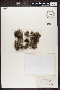Cladonia portentosa image