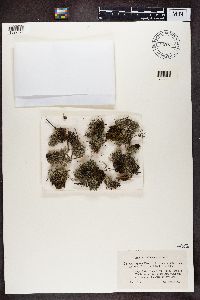 Cladonia portentosa image