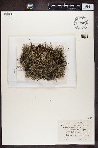 Cladonia portentosa image
