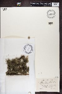 Cladonia portentosa image
