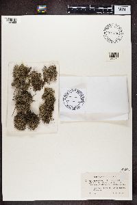 Cladonia portentosa image
