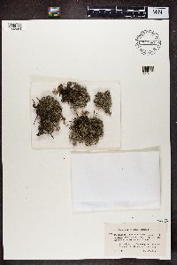 Cladonia portentosa image