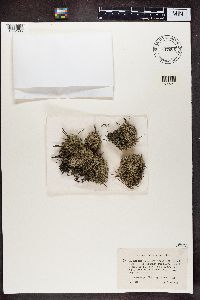 Cladonia portentosa image