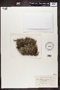 Cladonia portentosa image