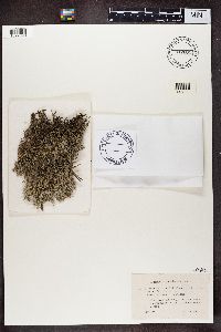 Cladonia portentosa image