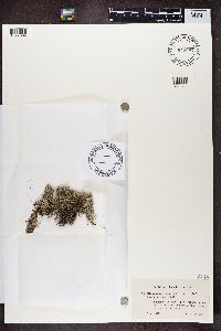 Cladonia portentosa image
