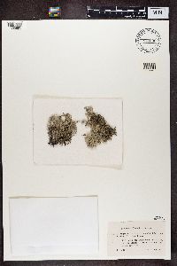 Cladonia portentosa image