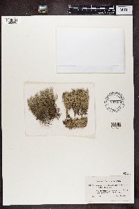 Cladonia portentosa image