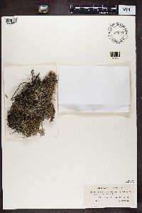 Cladonia portentosa image