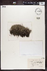 Cladonia portentosa image