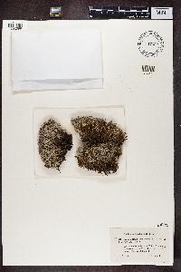 Cladonia portentosa image