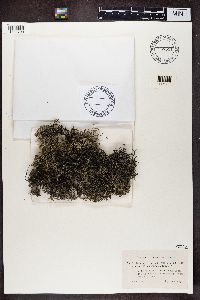 Cladonia portentosa image