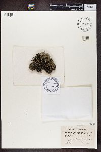 Cladonia portentosa image