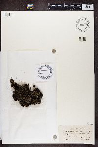 Pycnothelia papillaria image