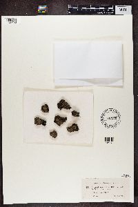 Pycnothelia papillaria image