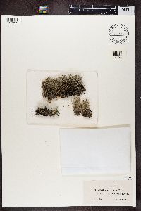 Cladina arbuscula subsp. mitis image