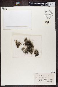 Cladina arbuscula subsp. mitis image