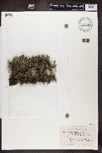 Cladina arbuscula subsp. mitis image