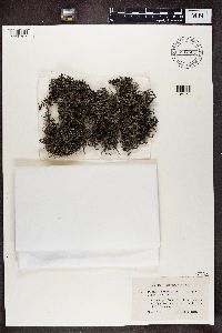 Cladina arbuscula subsp. mitis image