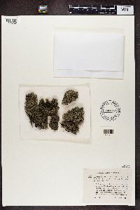 Cladonia portentosa image