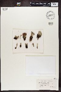 Cladonia coccifera image